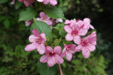 Bright pink flowers of Weigela florida in May