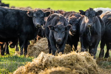 Beef cows and calfs grazing on grass in south west victoria, Australia. eating hay and silage....