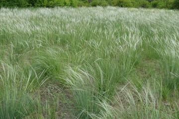 Meadow covered with feather grass in May