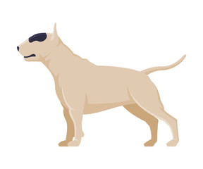 White American Pit Bull Terrier Purebred Dog, Pet Animal, Side View Vector Illustration