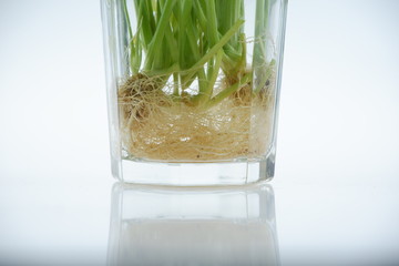 celery