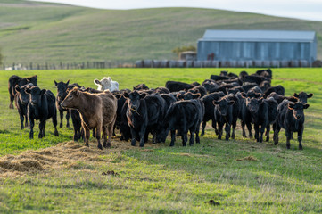 Beef cows and calfs grazing on grass in south west victoria, Australia. eating hay and silage....