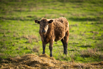 Beef cows and calfs grazing on grass in south west victoria, Australia. eating hay and silage....