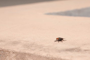 Flesh fly with red eye at cream dirty background, selective focus with copy space