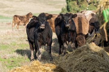 Beef cows and calfs grazing on grass in south west victoria, Australia. eating hay and silage....