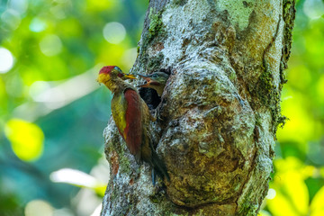 Crimson-winged Woodpecker feeding