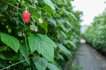 Growing red and green raspberries in a greenhouse