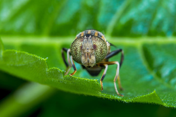 one beautiful insect - natural marco photography	