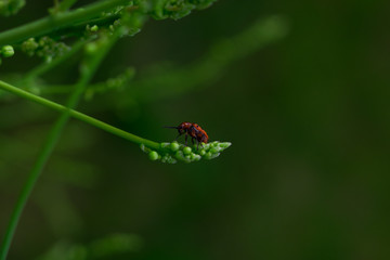red beetle on a branch of a green plant.