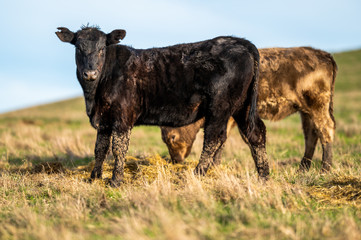 Beef cows and calfs grazing on grass in south west victoria, Australia. eating hay and silage....