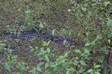 A close up of a gardenundefined