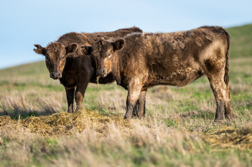 Beef cows and calfs grazing on grass in south west victoria, Australia. eating hay and silage....