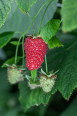Growing red and green raspberries in a greenhouse