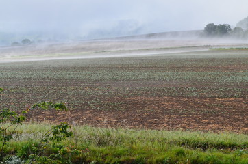 Bestelltes Feld bei Nebel