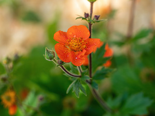 Close up of a geum coccineum flower in bloom