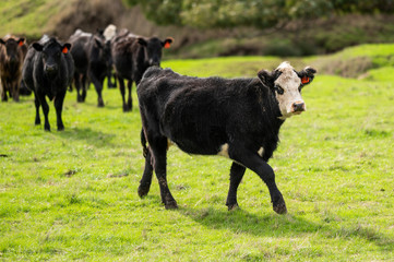 Beef cows and calfs grazing on grass in south west victoria, Australia. eating hay and silage....