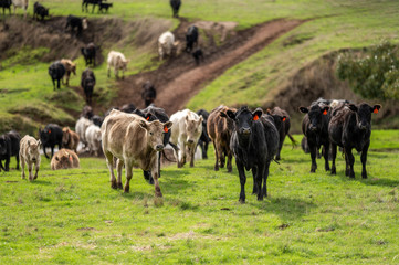 Beef cows and calfs grazing on grass in south west victoria, Australia. eating hay and silage....