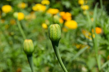 Beautiful yellow marigold flower on nature green background, Fresh, blooming flowers and green grass in the garden and Sunny day in the morning, beautiful yellow marigold reveals