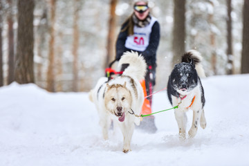Siberian husky sled dog racing