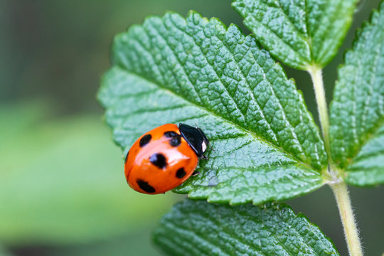 ナナホシテントウ虫」の写真素材 | 4,790件の無料イラスト画像 | Adobe ...