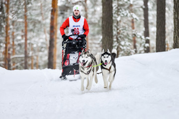 Siberian husky sled dog racing