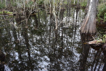 A tree in a forestundefined