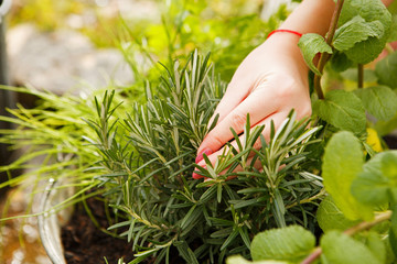 female hand harvested thyme in the garden.