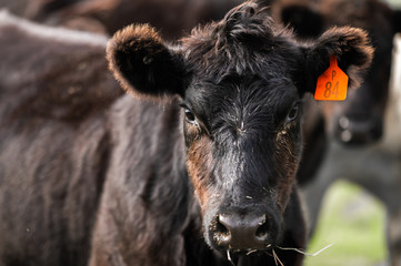 Beef cows and calfs grazing on grass in south west victoria, Australia. eating hay and silage....