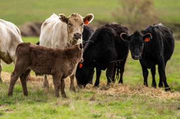 Beef cows and calfs grazing on grass in south west victoria, Australia. eating hay and silage....