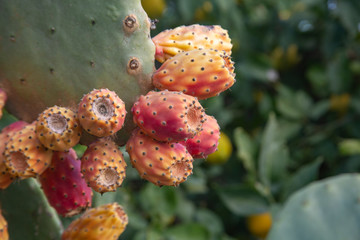 Prickly pear cactus (Opuntia) with ripe red and yellow fruit.