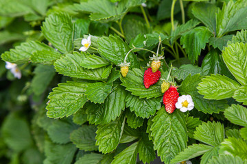 Growing red strawberries and wild strawberries in a greenhouse