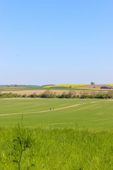 Obraz premium green field and blue sky in the Yorkshire countryside, England, Europe. The photo was taken on a beautiful spring sunny day on a gorgeous farm In Sheffield 