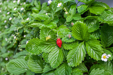 Growing red strawberries and wild strawberries in a greenhouse