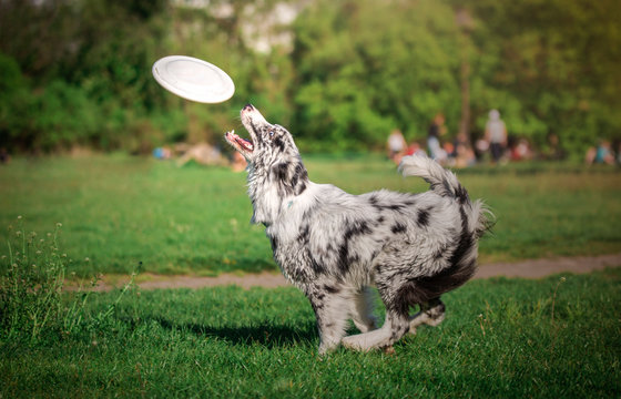Fototapeta Border collie podczas zabawy z latającym dyskiem