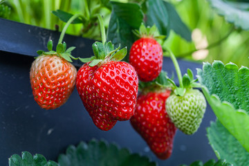 Growing red strawberries and wild strawberries in a greenhouse