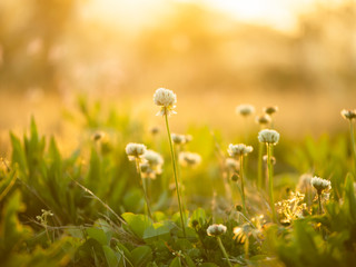 Obraz premium シロツメグサ