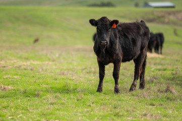 Beef cows and calfs grazing on grass in south west victoria, Australia. eating hay and silage....