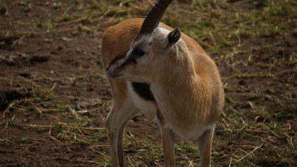 antelope in the wild