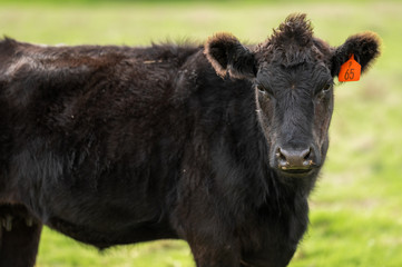 Beef cows and calfs grazing on grass in south west victoria, Australia. eating hay and silage....
