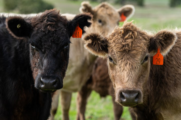 Beef cows and calfs grazing on grass in south west victoria, Australia. eating hay and silage....