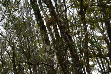 A tree in a forestundefined