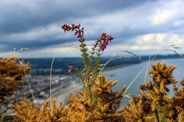 A wild flower over the Irish coast 