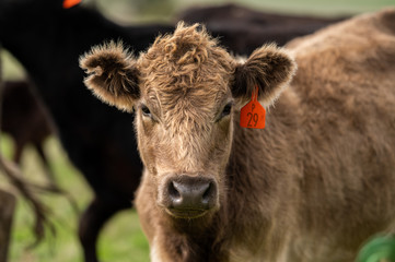 Beef cows and calfs grazing on grass in south west victoria, Australia. eating hay and silage....