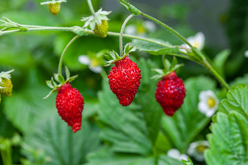 Growing red strawberries and wild strawberries in a greenhouse