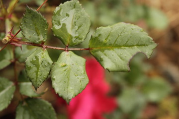 Fresh rose green leaf  with dew of water 