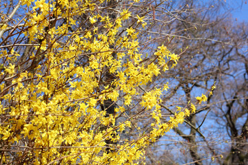 Yellow forsythia flowers , forsythia, gold bell (forsythia), background image