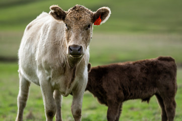 Beef cows and calfs grazing on grass in south west victoria, Australia. eating hay and silage....