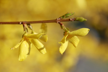 Yellow forsythia flowers , forsythia, gold bell (forsythia), background image