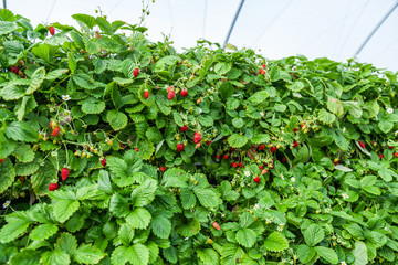 Growing red strawberries and wild strawberries in a greenhouse