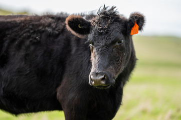 Beef cows and calfs grazing on grass in south west victoria, Australia. eating hay and silage....
